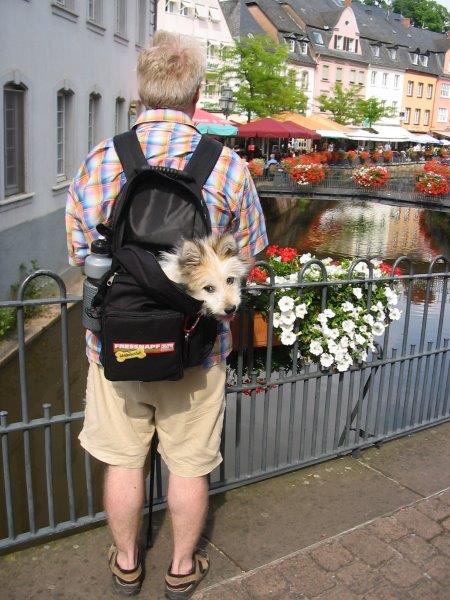 Welpe Wuotan im Rucksack