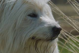 Murphy von den Salier Kaisern