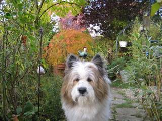 Sammy im Garten