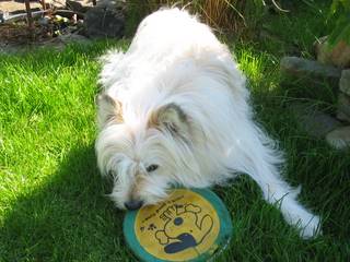 Hund Wuotan Frisbee