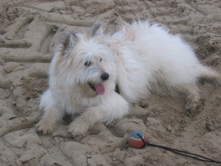 Der Hund Wuotan liegt im Sand