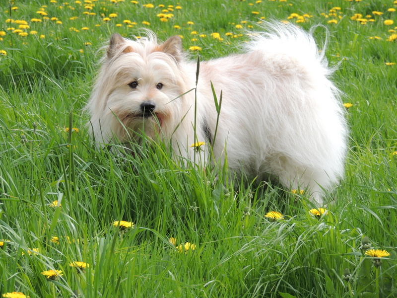 Wuotan auf der Wiese