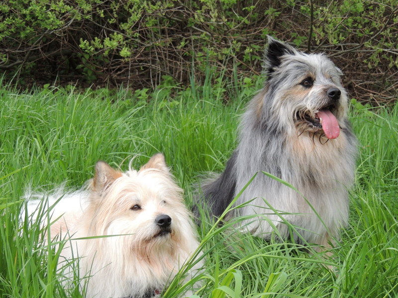Hunde Wuotan und Quirino im Gras