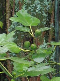 Feigenbaum mit Früchten