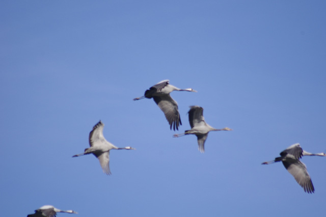 16102012 Zingst 054