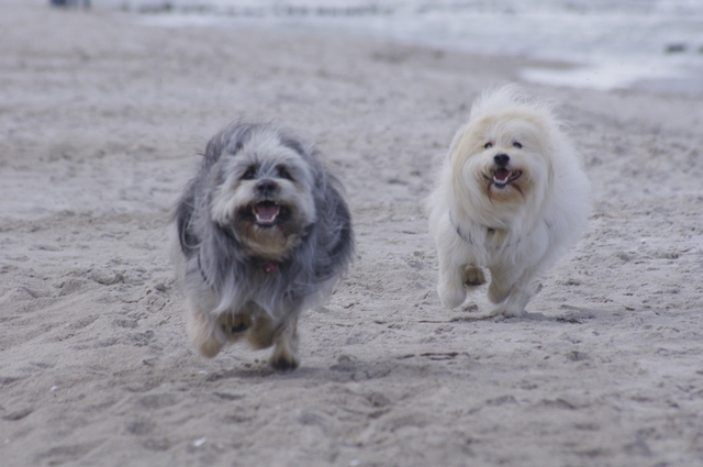 201011 Zingst 003